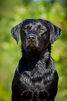 Labrador Retriever Portrait