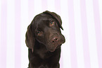 Labrador Retriever Portrait