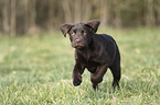 rennender Labrador Retriever Welpe