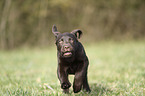 rennender Labrador Retriever Welpe