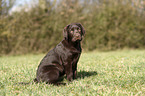 sitzender Labrador Retriever Welpe