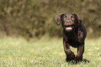 rennender Labrador Retriever Welpe