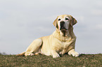 liegender Labrador Retriever