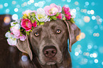 Labrador Retriever Portrait