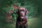 Labrador Retriever Portrait