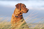 Labrador Retriever Portrait