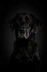 Labrador Retriever Portrait