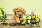 Labrador Retriever Welpe