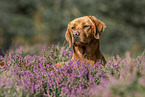 Labrador Retriever Portrait