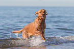 Labrador Retriever am Meer