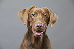 Labrador Retriever Portrait