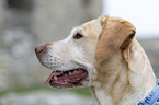 Labrador Retriever Portrait