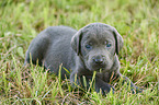 liegender Labrador Retriever Welpe