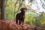 stehender Labrador Retriever