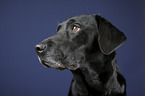 Labrador Retriever Portrait