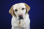 Labrador Retriever Portrait