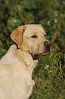 Labrador Retriever Portrait