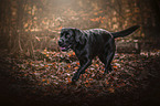 rennender Labrador Retriever