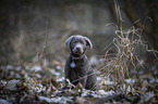 sitzender Labrador Retriever Welpe