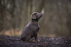 sitzender Labrador Retriever Welpe