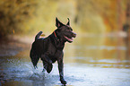 brauner Labrador Retriever