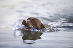 brauner Labrador Retriever