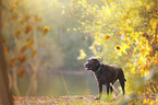 brauner Labrador Retriever