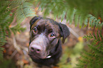 brauner Labrador Retriever