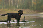 stehender Labrador Retriever