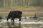 rennender Labrador Retriever