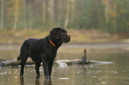 stehender Labrador Retriever