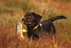 Labrador Retriever Welpe