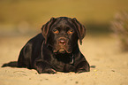 liegender Labrador Retriever Welpe