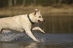 rennender Labrador Retriever