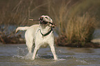 spielender Labrador Retriever