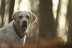 Labrador Retriever Portrait