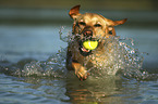 rennender Labrador Retriever