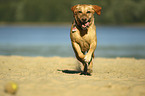 rennender Labrador Retriever