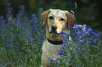 Labrador Retriever Portrait