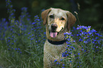 Labrador Retriever Portrait