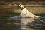 rennender Labrador Retriever