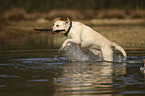 rennender Labrador Retriever