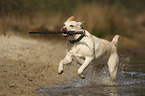 rennender Labrador Retriever