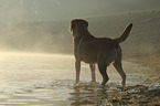 stehender Labrador Retriever