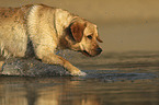 rennender Labrador Retriever