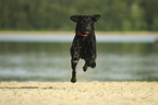 rennender Labrador Retriever