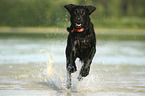 rennender Labrador Retriever