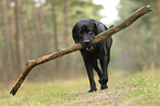 laufender Labrador Retriever