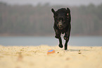 rennender Labrador Retriever