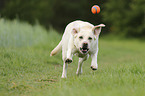 rennender Labrador Retriever